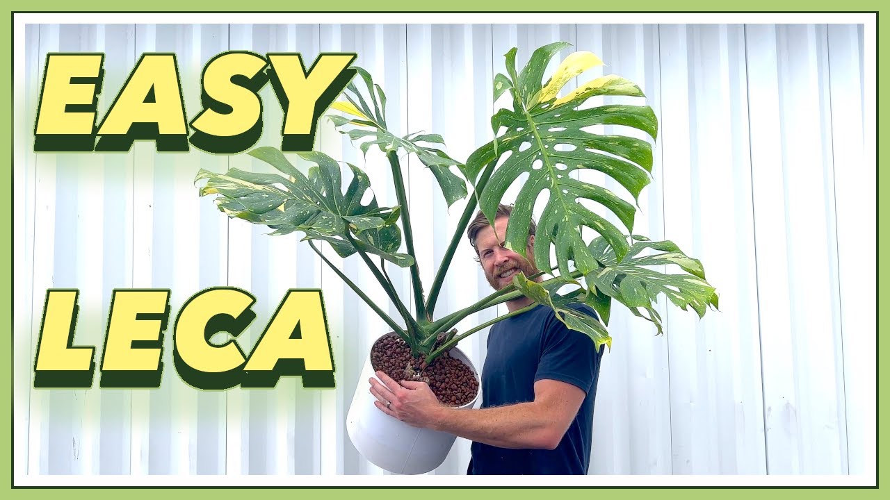 5 YEAR Old Thai Constellation Monstera to LECA Perlite | EASY SEMI HYDRO