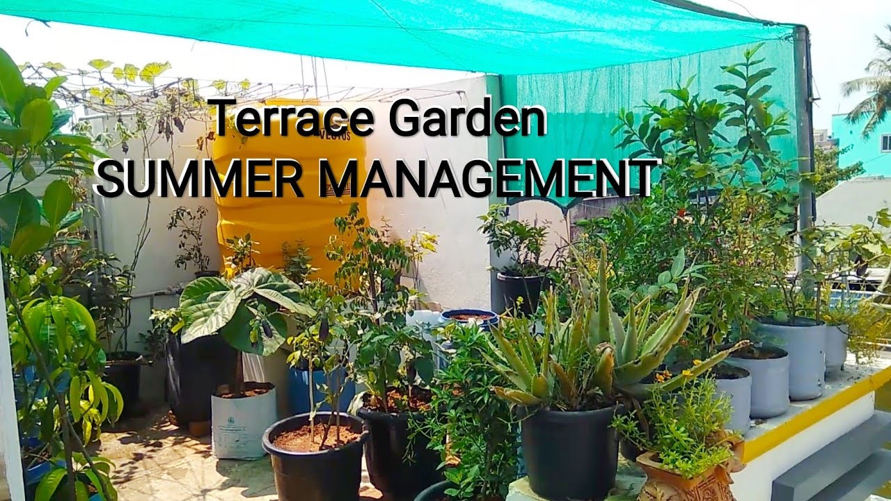 SUMMER management tips for terrace garden. - YouTube