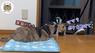 遂にガリガリに痩せた野良子猫が勝手口から入って来た【保護の一部始終】過去動画がまだの方は概要欄リンクから