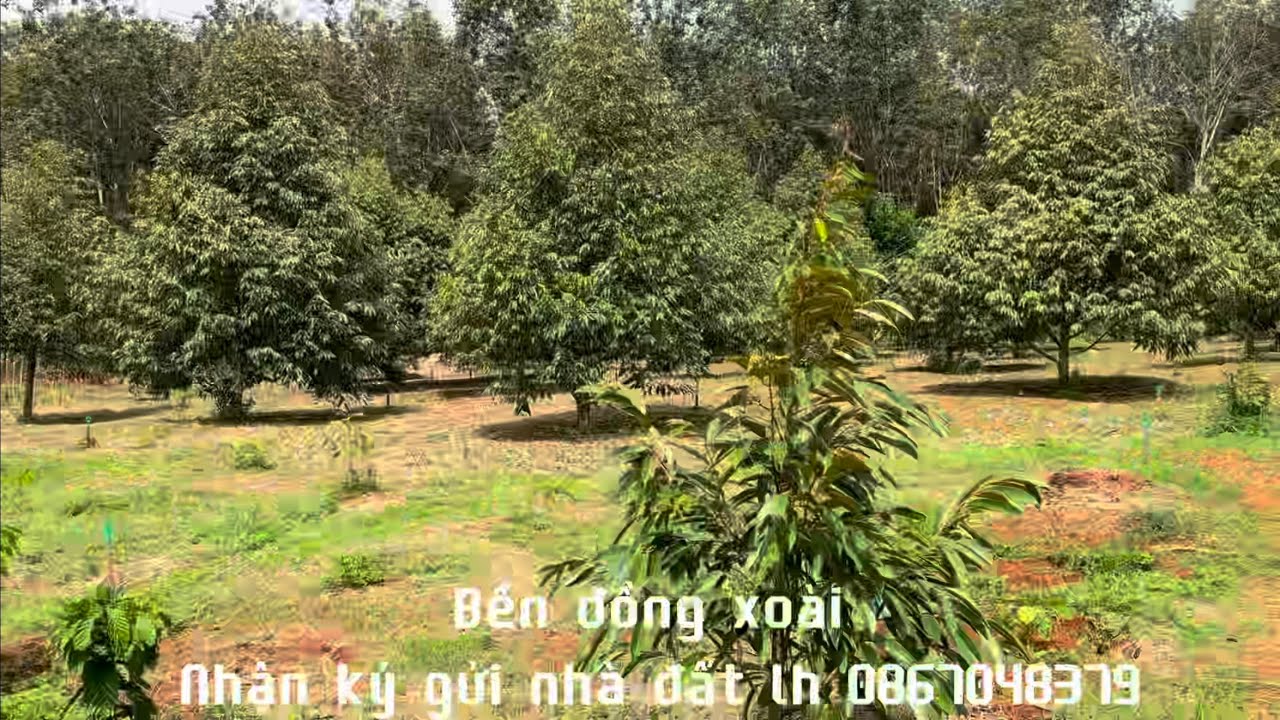 Bán đất vườn sầu riêng +cape 5,2 sào điện nước đầy đủ,dân cư.bù đăng bình Phước lh 0867048379