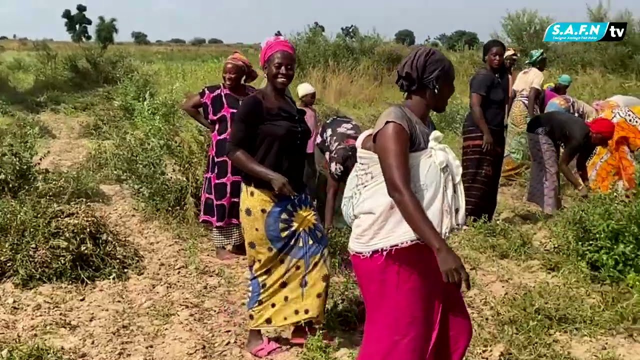 2ème Partie NDÈKHI GUERTÈ GUI SI TÔOLI SERIGNE DJILY FALL BLOC NORD Récolte 2025