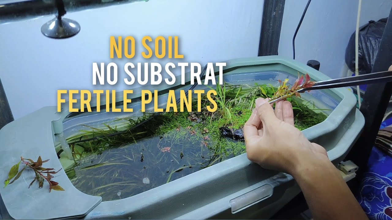 INDOOR MINI GUPPY POND!!! #aquascape 