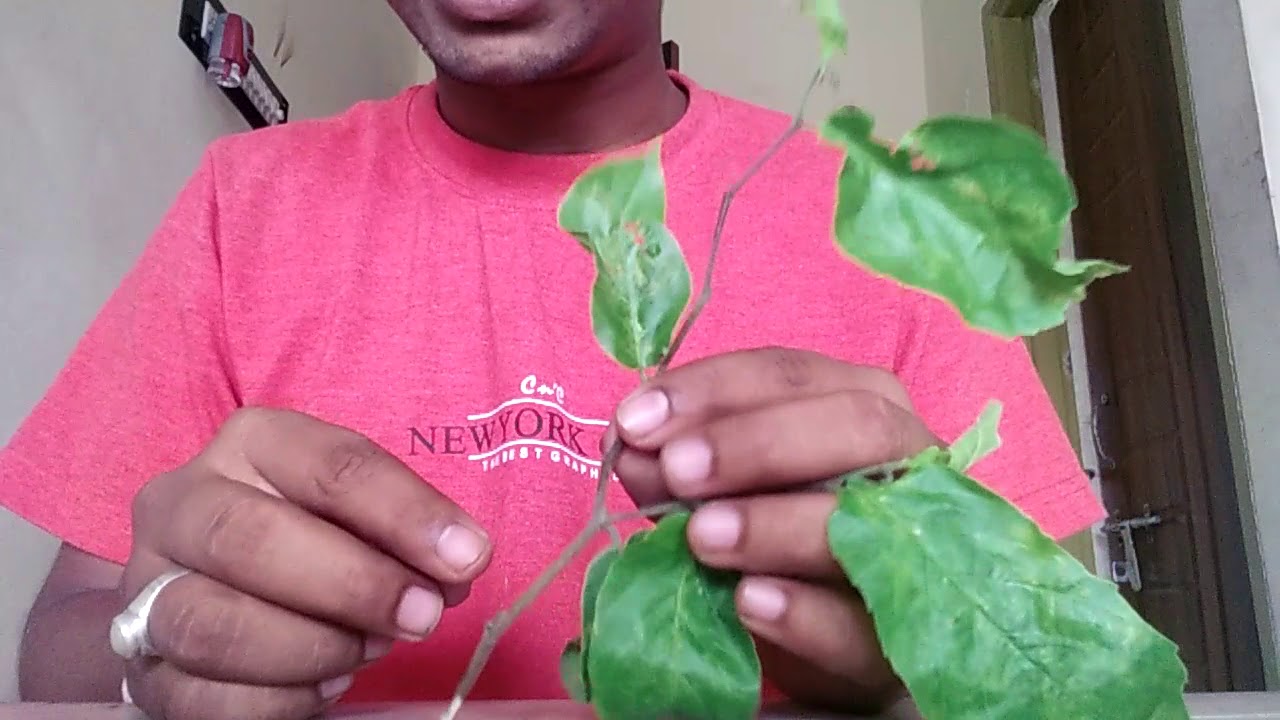 Basic Difference In Monocots And Dicots In Hindi Youtube