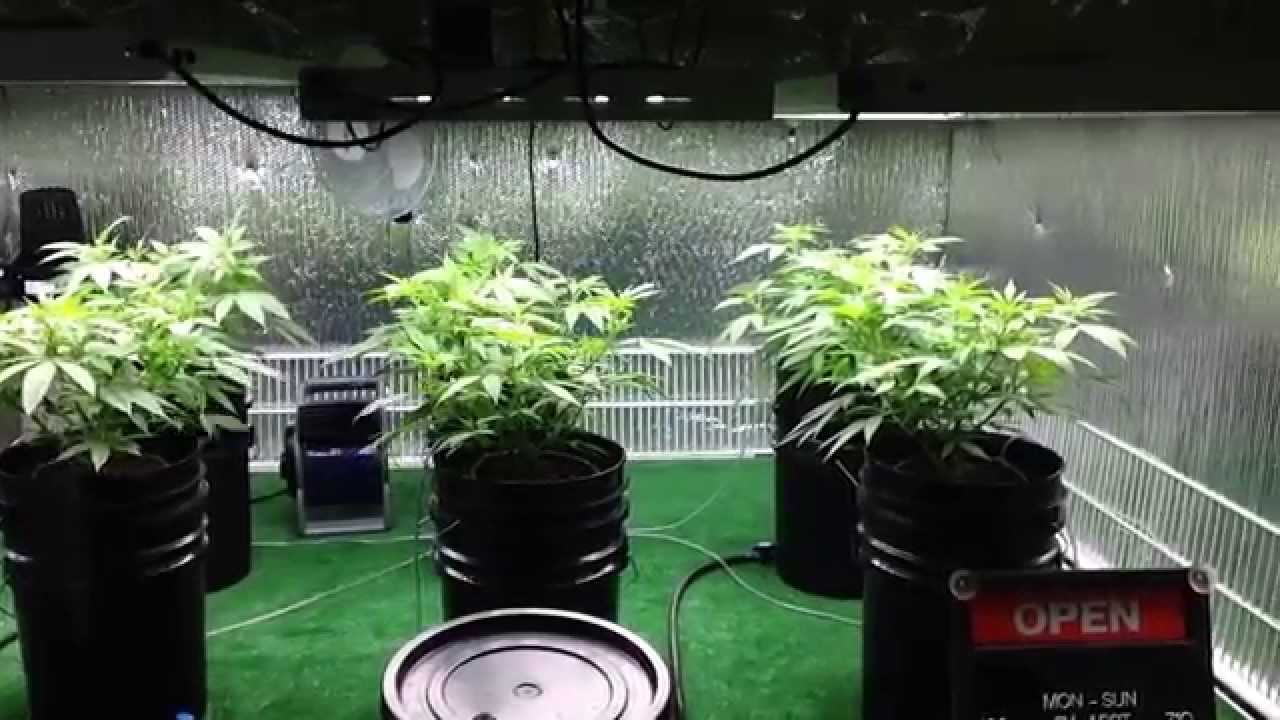 Clone and Starter to Shelf - Day 29 - The Sweet Spot