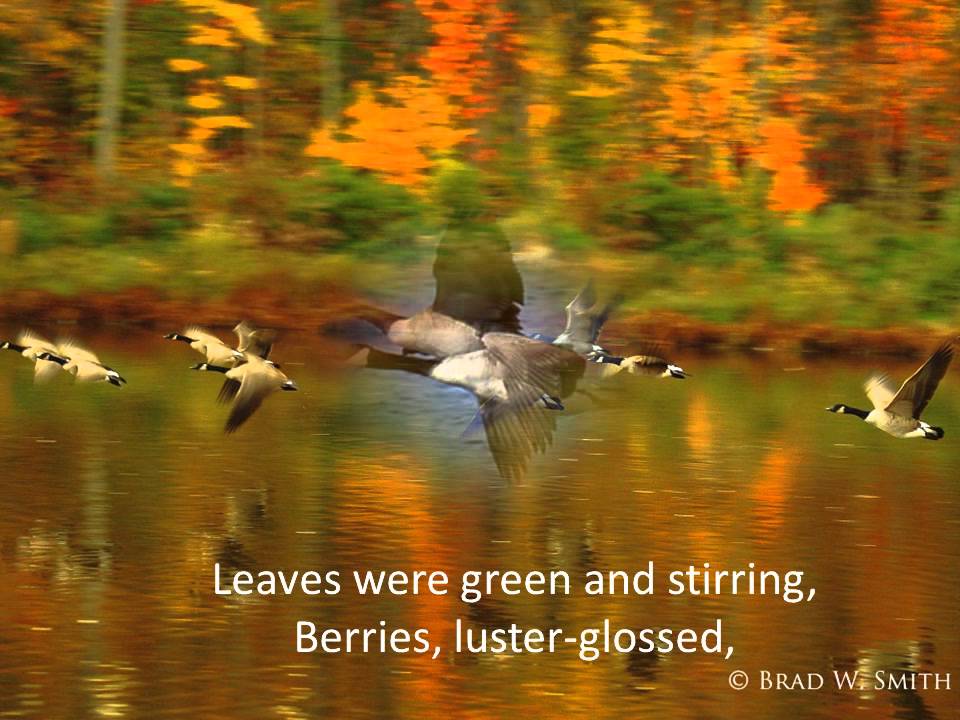 something-told-the-wild-geese-recited-by-kelly-youtube