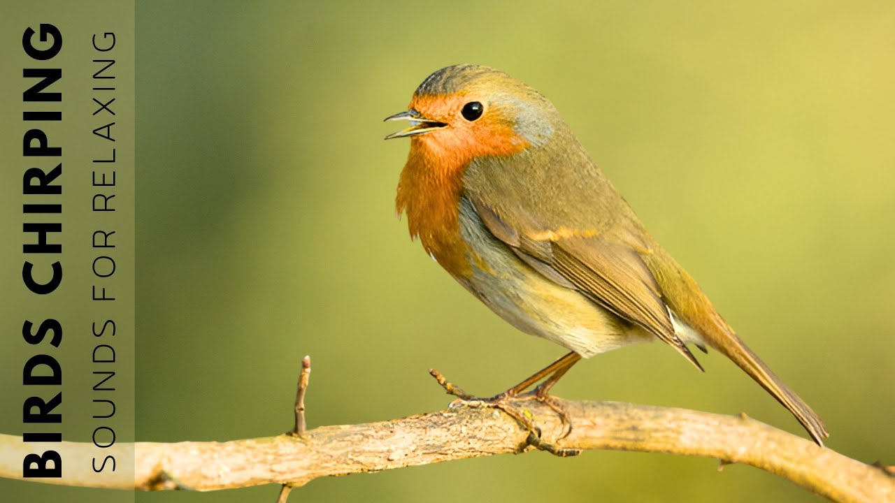 Birds Singing - 11 Hour Bird Sounds Relaxation, Soothing Nature Sounds, Birds Chirping Birds Singing - 11 Hour Bird Sounds Relaxation, Soothing Nature Sounds, Birds Chirping