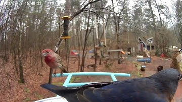 Groundhog Day at the Birdfy 2023