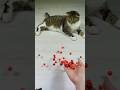 Cat Barsik Beads 🔴🍌 Reverse video #marblerunandmore #cat #reverse