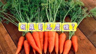 胡蘿蔔怎麼種？ #胡蘿蔔 #種植小技巧 #關注我一起學種菜 #自己種的純天然的綠色蔬菜 #我的小菜園