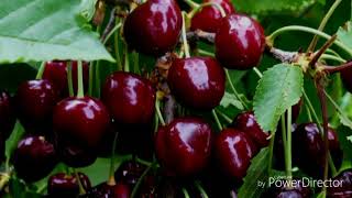 Gilosning zamonaviy tibbiyotdagi o<br>i HD