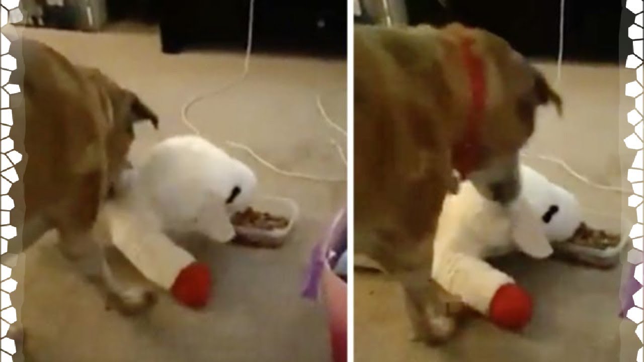 Adorable Dog Always Shares His Food With His Favorite Stuffed Toy Lamb