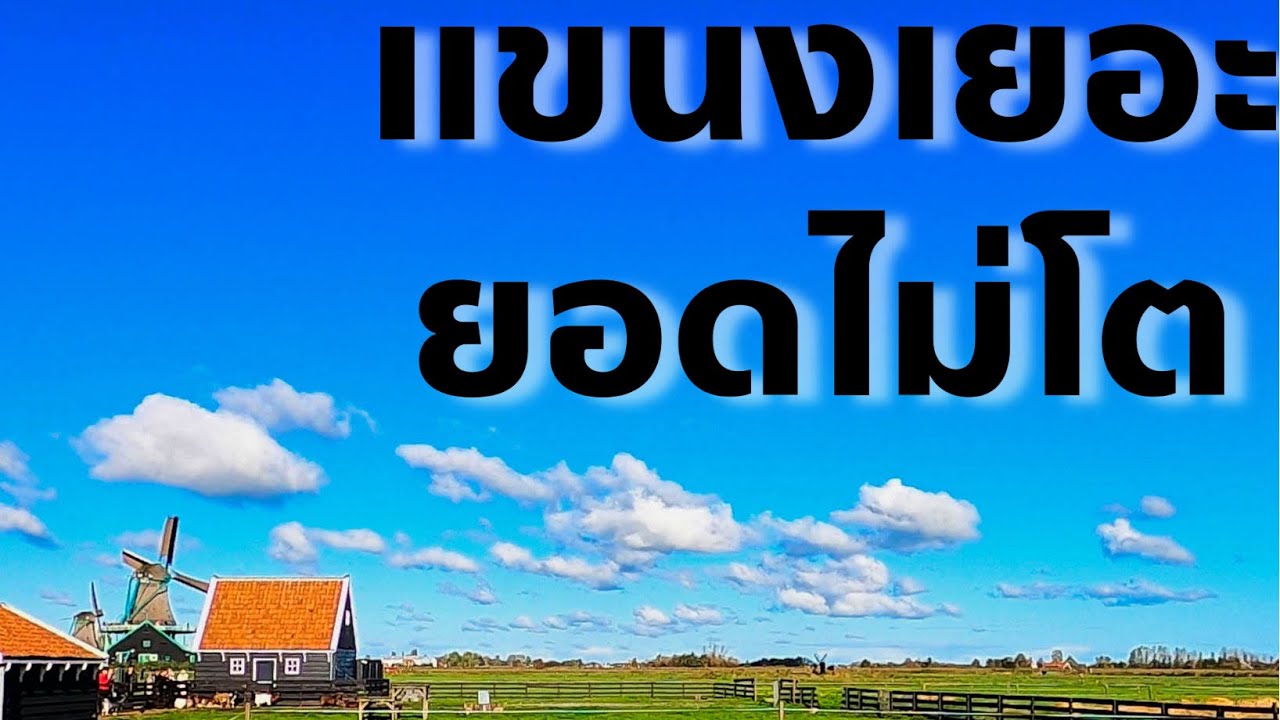 แขนงเยอะ ยอดไม่โต EP.53