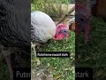 #mauser #hühner #puten #chicken #hühnerhaltung #putenhaltung #hühnerliebe #chicken #birds #nature