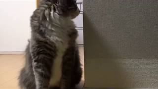 パジャマの紐を追いかける猫 ノルウェージャンフォレストキャットChase the string of pajamas.Norwegian Forest Cat.
