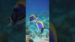 Surgeonfish Performs Mating Dance