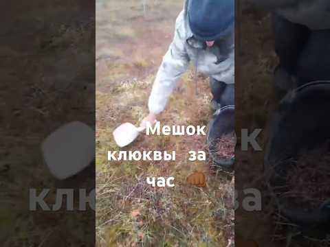 Мешок клюквы за час , но почему-то не десять за день 👊🏾🤭 #клюква #быстрыйсбор