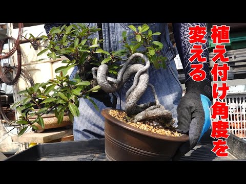 Changing the planting angle of pyracantha - YouTube
