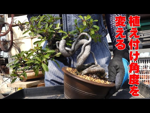 Changing the planting angle of pyracantha - YouTube