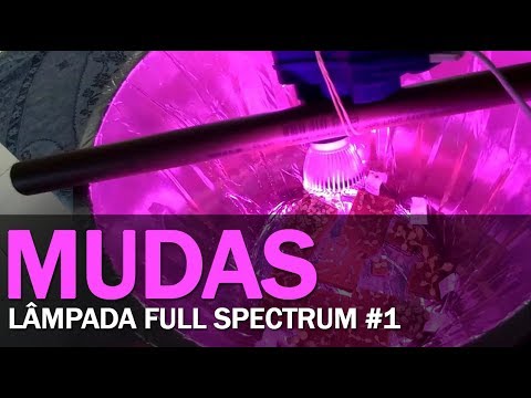 Vídeo: Iluminação De Mudas