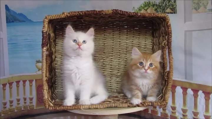 Video 10830401: siberian cattery