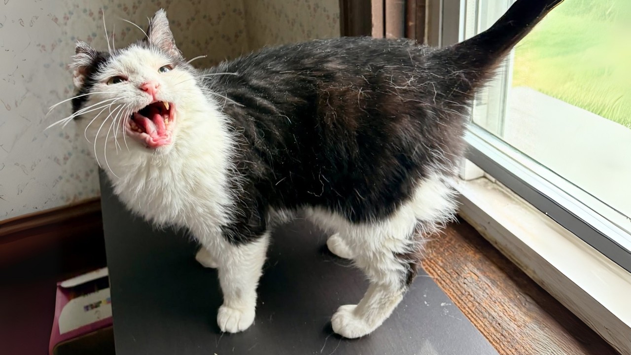 Senior Street Cat Finally Finds the Love He’s Been Missing