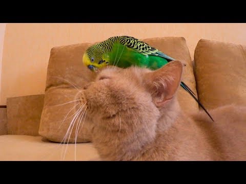 Смешной кот Марсик и весёлый попугай Кеша. Cat and parrot.