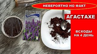 Сею Многолетник, зацветает в первый год! Растение с ароматными листьями - Агастахе Виват Синий