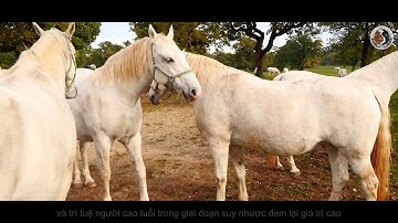 Tác dụng của cao ngựa bạch với sức khỏe - Bs. Hoàng Sầm - Viện Y học bản địa Việt Nam