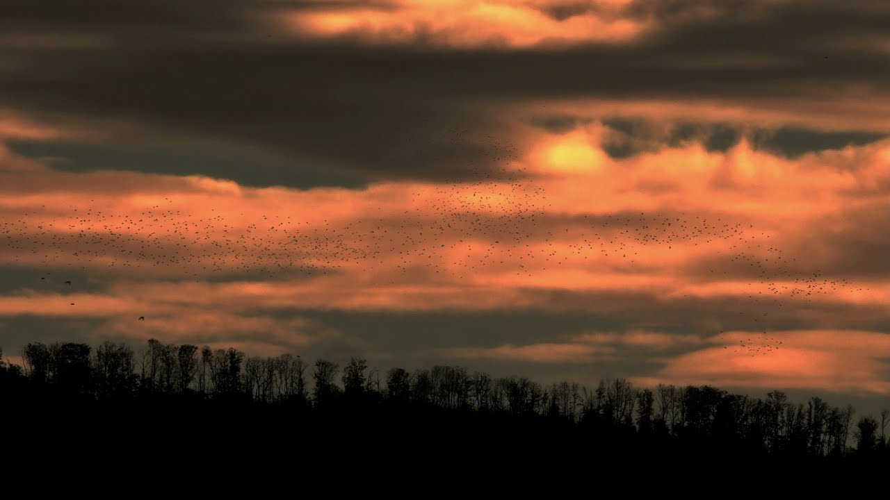 Un tsunami de pigeons ramiers pour cette journée mémorable de migration du 17 10   2024