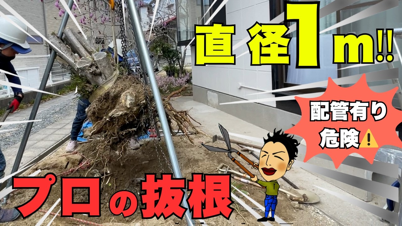 駐車場拡張！！　巨大な樹木の抜根作業！【庭師　抜根】