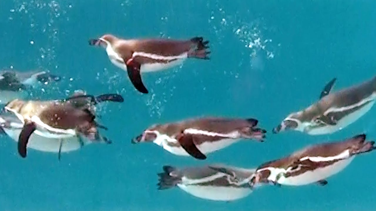 いっペン ギンしゃい 見上げればそこに 福岡市動物園 朝日新聞デジタル