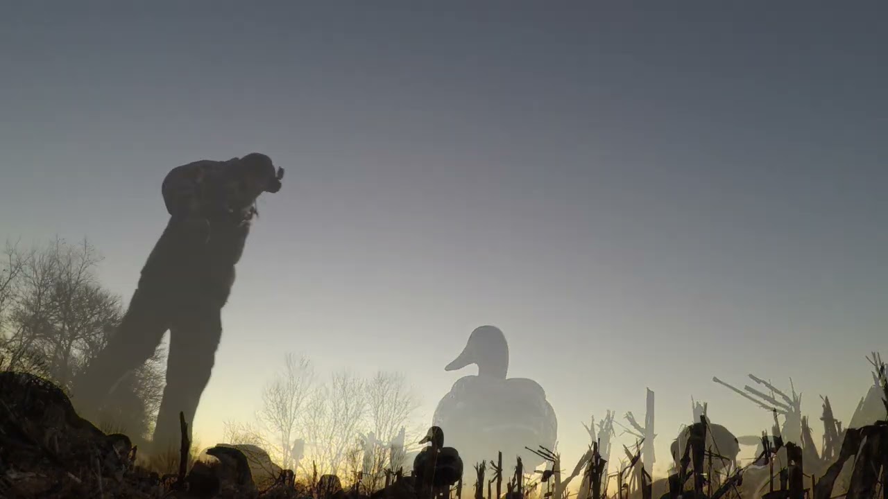 Banded Mallard in the Corn Indiana