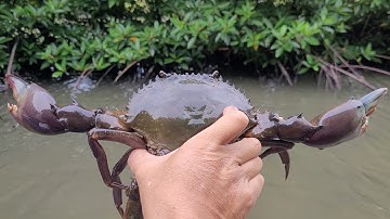 Thăm Bẫy Cua Biển Ở Cà Mau Lần Đầu Tiên Dính 10kg Cua Trong Một Ngày | NVB T24