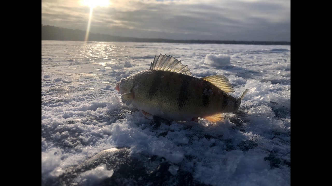 Deer Update Continued, Ice Fishing Mullett Lake, Bragging Board