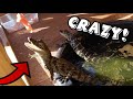 FEEDING MY PET CAMIAN & ALLIGATOR.. WHAT COULD GO WRONG?