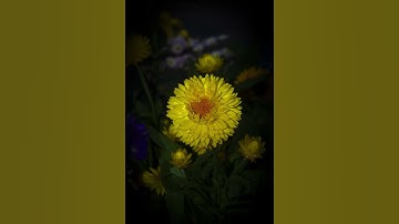Thumbnail of Nature Photography Water Lily