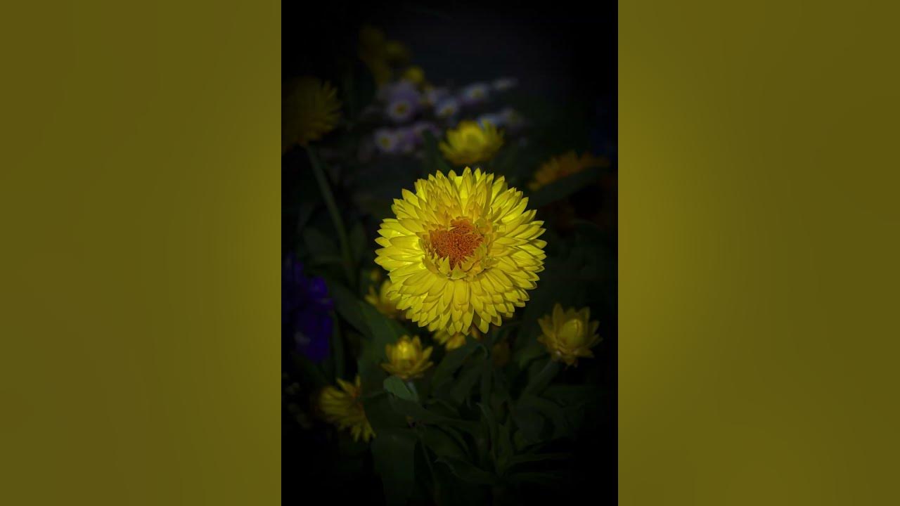 Nature Photography Water Lily