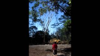 D-9 Caterpillar Bulldozer Downs Albizia Tree, Hawaiian Paradise Park, Puna, Hawaii