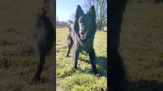 Acaia the Belgian sheepdog  #belgiansheepdog #groenendael #myuniverse