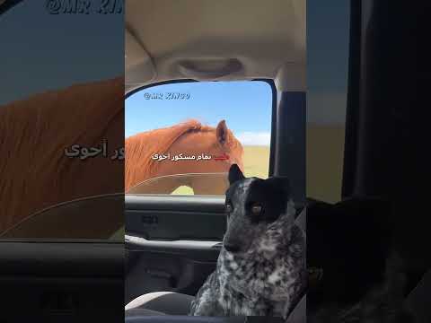 سوء تفاهم دبلجة مضحكة اكسبلور السعودية دوبلاج   