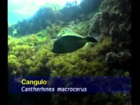 SCUBA Diving in Fernando de Noronha with Frank Colon