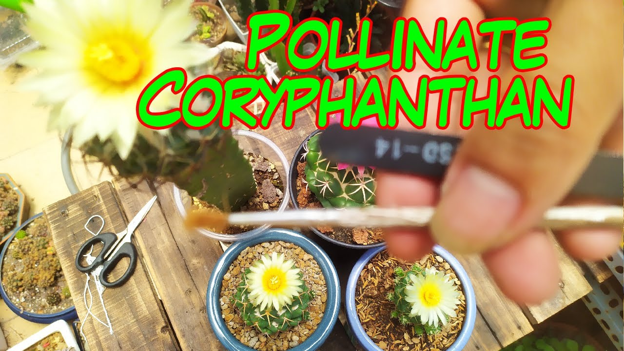 How to pollinate Coryphanthan cactus Hướng dẫn thụ phấn hoa xương