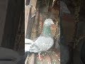 kabutar video