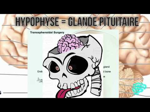 Vidéo: Différence Entre L'hypophyse Antérieure Et L'hypophyse Postérieure