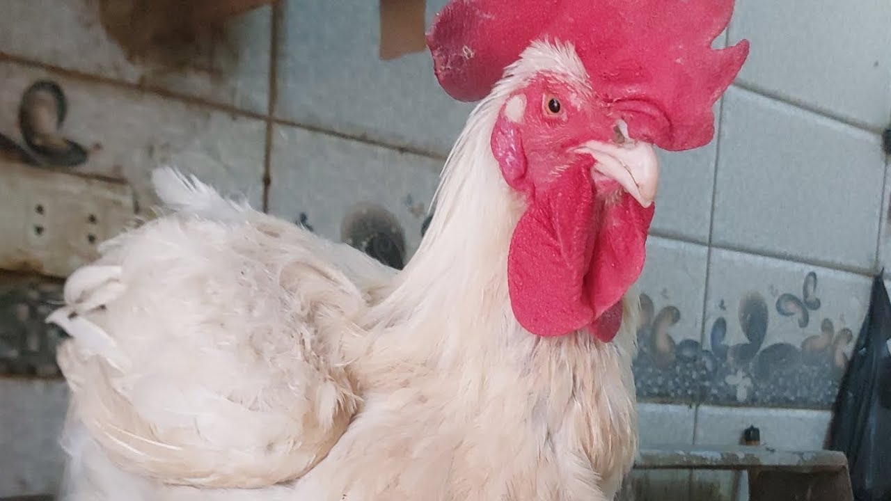 أسعار الفراخ البيضاء اليوم 1/3/2026 و جميع محتويات الدواجن بانيه شيش طاوق وراك شاورما زنجر بانيه..