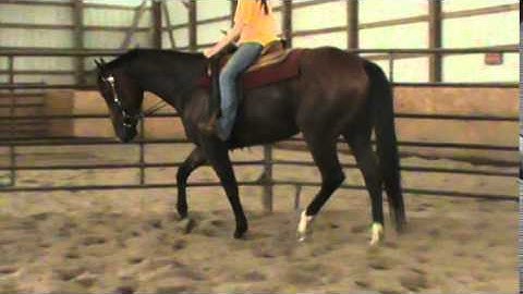 Whiskey-- Walk trot lope