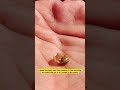 #snail #snails #snailsonwater #babysnail #snailshell #savingwildlife #wildlife #gastropod #mollusks