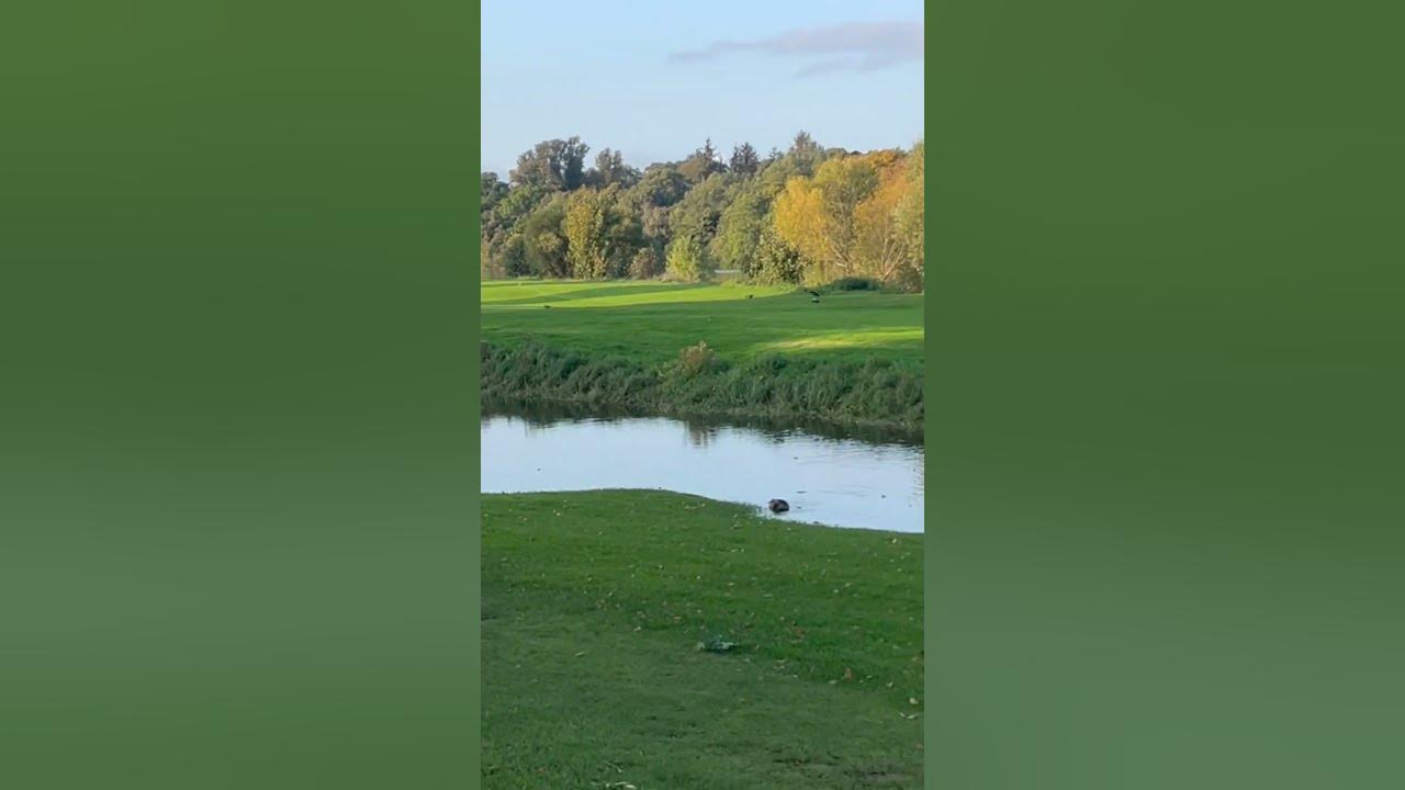 Early night walk seeing this 2 signets beside golf course YouTube Early night walk seeing this 2 signets beside golf course YouTube
