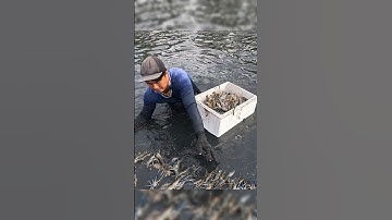 Cận Cảnh Thu Hoạch Tôm Càng Xanh Ở Miền Tây Xem Đã Con Mắt #shorts