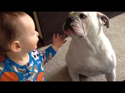 Baby feeds bulldog